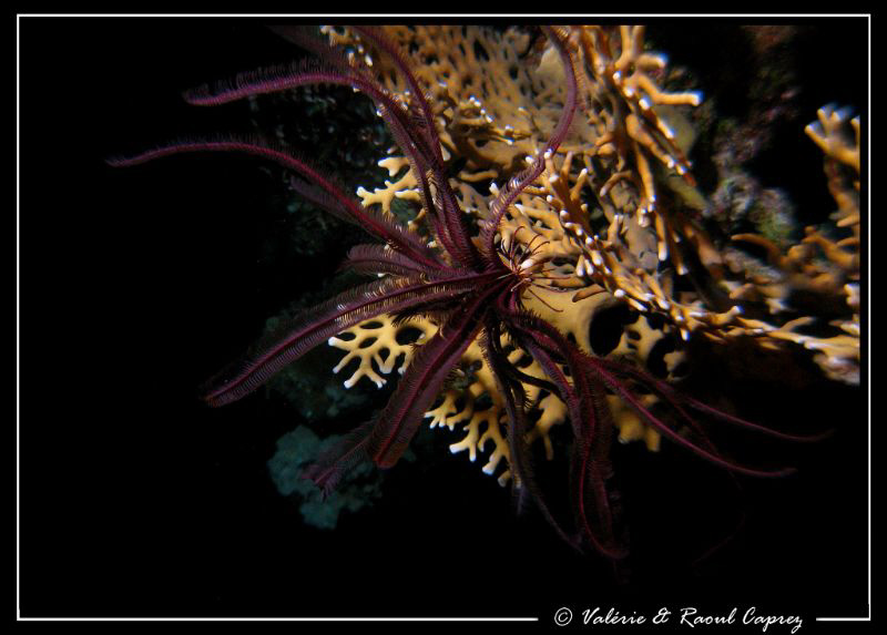 So nice during the night ! by Raoul Caprez 
