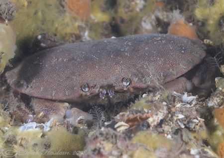 Edible Crab. North Wales. D3, 60mm. by Derek Haslam 