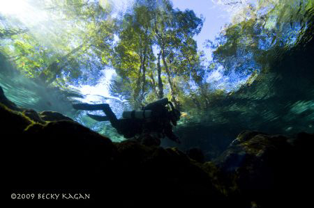 Ginnie springs where the water is so clear you can see th... by Becky Kagan 