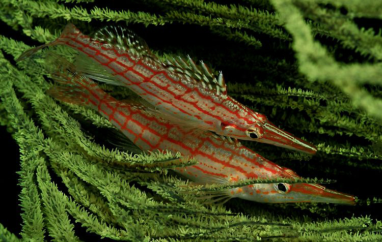 Pair of longnosed hawkfish. by Charles Wright 