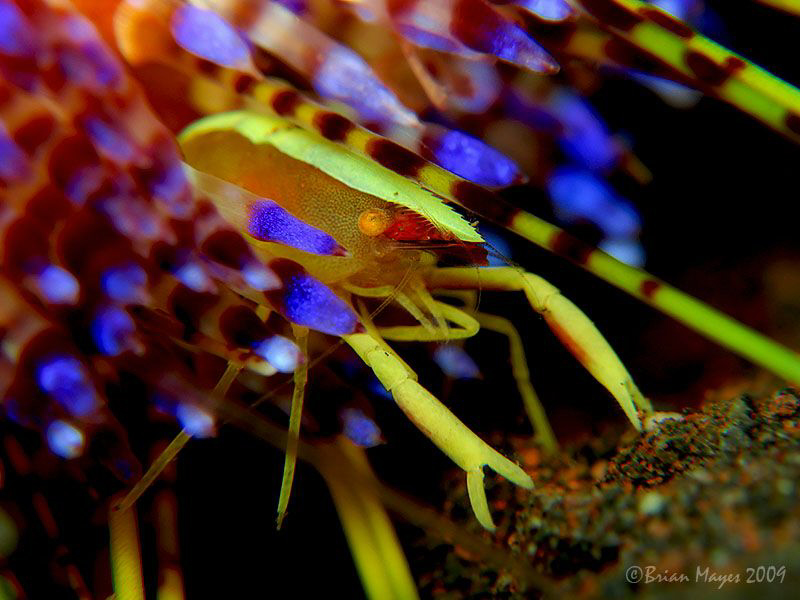 Urchin Shrimp (Allopontonia iaini) sifting for food at th... by Brian Mayes 