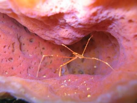 Arrow Crab in Sponge - on the hull of the Wreck of the Ma... by Duane Gabor 