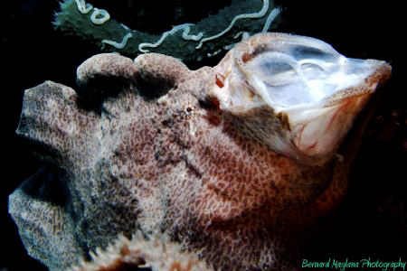 Sleepy? by Bernard Maglana 