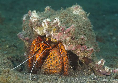 Hermit crab. Lembeh straits. D200, 60mm. by Derek Haslam 