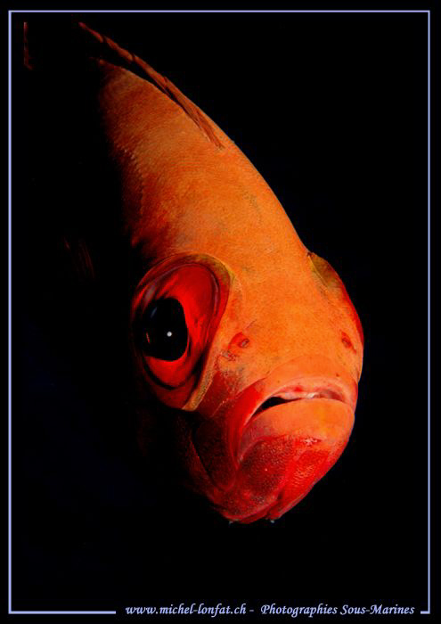 Face to Face... Que du Bonheur... :O)... by Michel Lonfat 