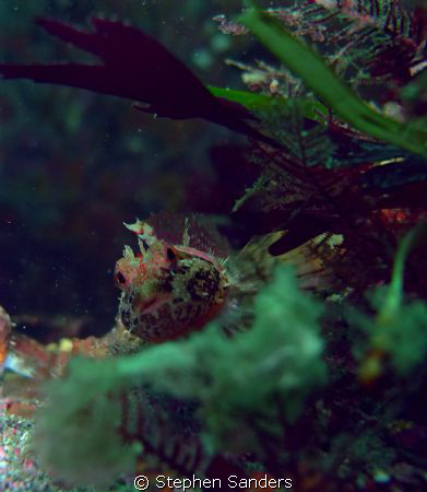 this is a sculpin taken at keystone. the camera that was ... by Stephen Sanders 