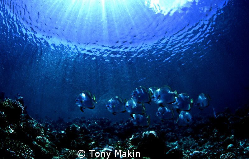 Batfish on top of the reef at Sipadan by Tony Makin 