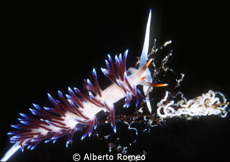 A nudibranch  "Cratena peregrina" with his eggs. by Alberto Romeo 