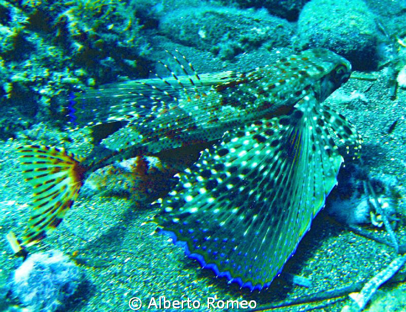 Portrait of a mediterranean  "flying fish"  Dactylopterus... by Alberto Romeo 
