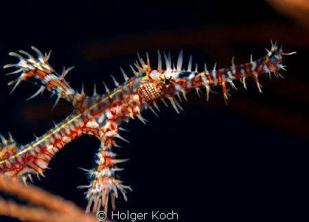 Ghostpipefish by Holger Koch 