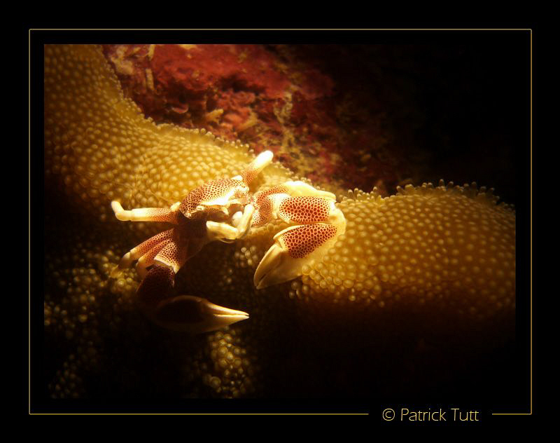 Night dive at trwics caves in North Male atoll - Lumix FX01 by Patrick Tutt 