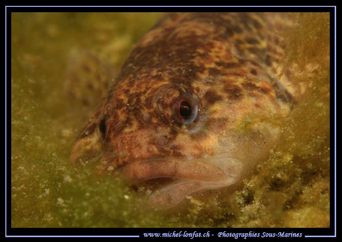 Encourter with this little Bullhead, freshwater sculpin, ... by Michel Lonfat 
