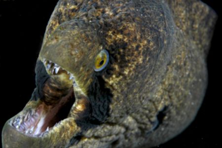 Black Cheek Moray , Baa Atoll , Maldives . Normally the M... by Roger Munns 