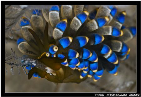 Feeding Yamasu's trinchesia, waaoow don't ask me to prono... by Yves Antoniazzo 