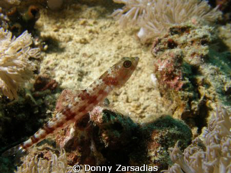 Shot taken at Kirby's Rock (Dive Site) Anilao Batangas Ph... by Donny Zarsadias 