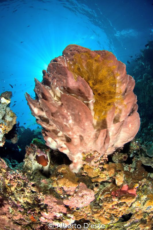 Bigo Spoon in Bunaken Park by Alberto D'este 