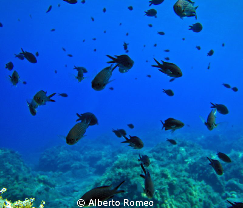 A scool of Castagnola  (Chromis chromis) very common and ... by Alberto Romeo 