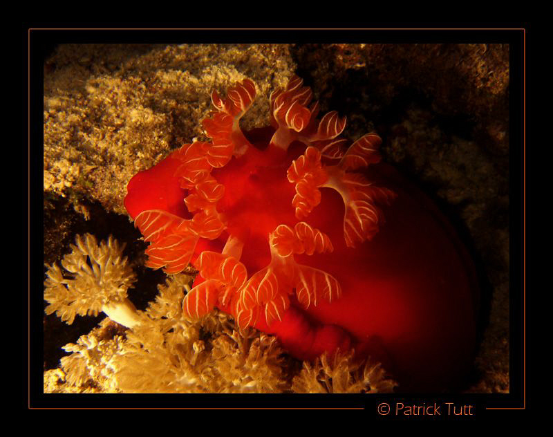 Spanish dancer in Gota shaab - Lumix FX01 by Patrick Tutt 