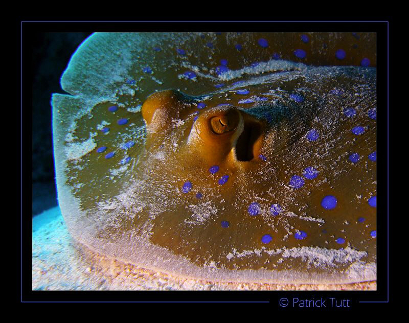 Blue spotted ray in Abu Dabab - Lumix FX01 by Patrick Tutt 