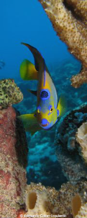 I stayed around this beatifull queen angel in the salt pi... by Edmundo Colon-Izquierdo 