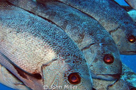 Grab shot taken on Elphinstone Reef with Canon S80. by John Miller 