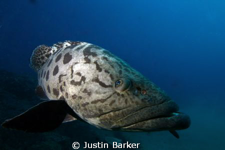 Potatoe Bass-Sodwana Bay by Justin Barker 