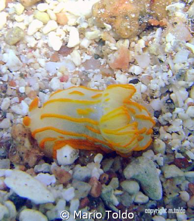 Gymnodoris striata at Ras Abu Gallum by Mario Toldo 