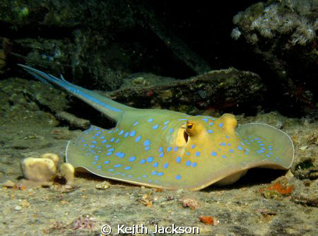Blue spot stingray at night on the Thistlegorm by Keith Jackson 
