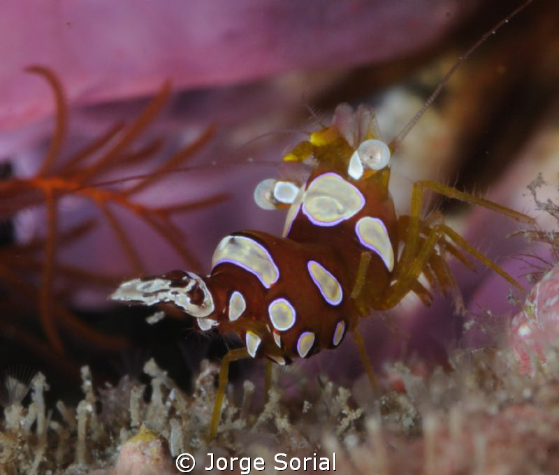 Thor amboinensis by Jorge Sorial 