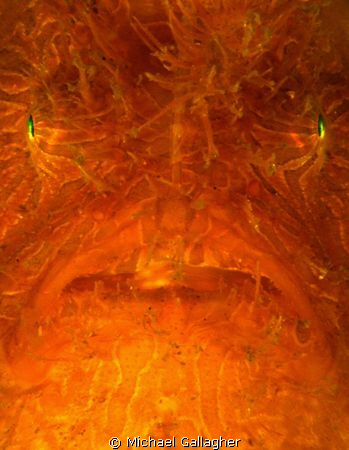 Striped anglerfish portrait, taken in Sydney Harbour by Michael Gallagher 