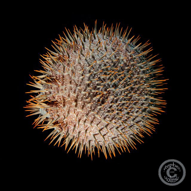 Crown of Thorns Mid-water...Divemasters in Tubbataha were... by Stephen Holinski 