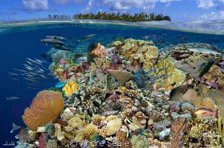 "Magic reef" /  Digital composite portraying marine life ... by Andre Seale 