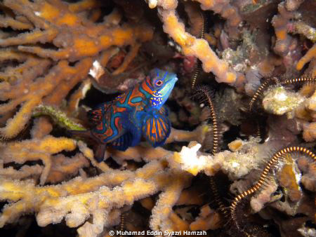 Mandarin Fish Mating time by Muhamad Eddin Syazri Hamzah 