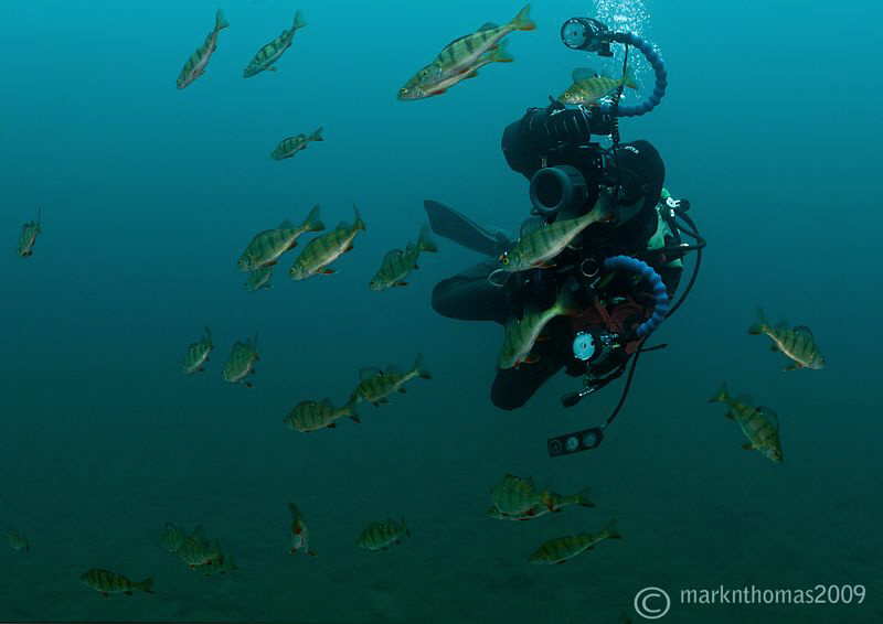 Mr H in action - amongst a shoal of perch.
Capernwray la... by Mark Thomas 