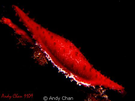 Allied Cowrie - Phenacovolva rosea - Tulamben
Canon G 9 ... by Andy Chan 