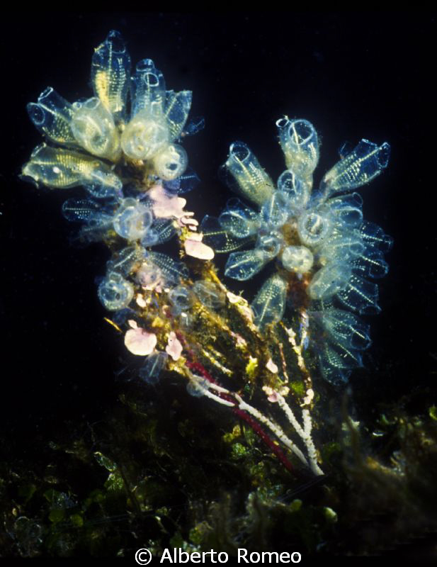A gorgonian full of Crystal  Ascidia (Clavellina sp.) by Alberto Romeo 
