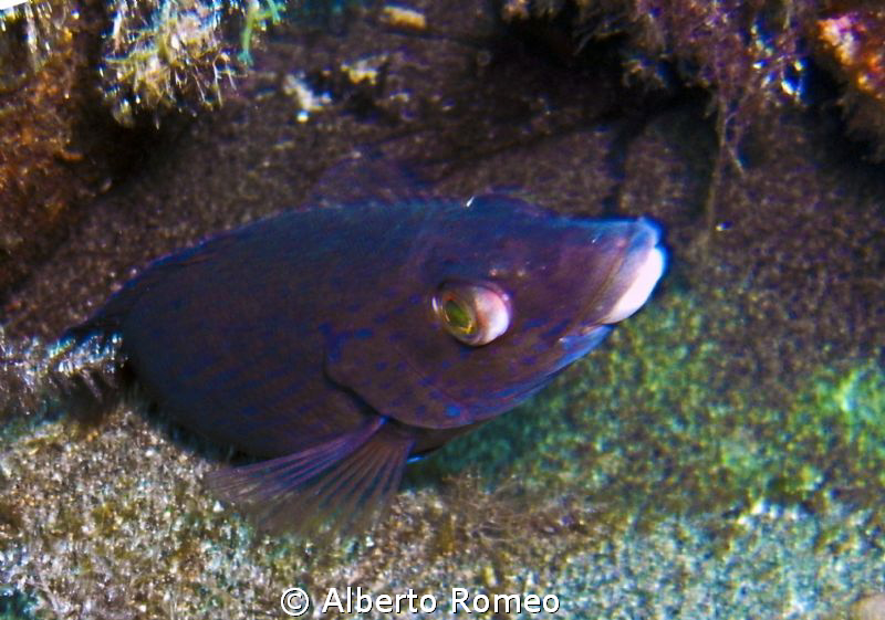 Prtrait of a wrasse  Black Labrus (Chremilabrus sp.) by Alberto Romeo 