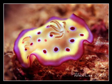 Nudibranch.Nikon F100,60mm,f11,1/180,YS-120,RVP100. by Allen Lee 