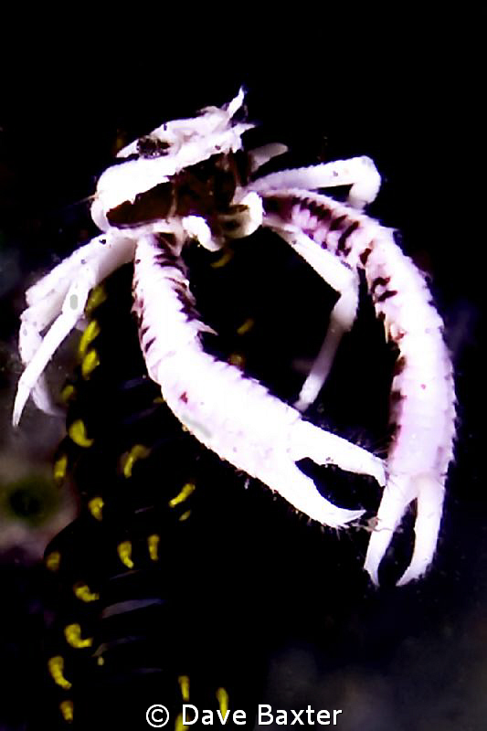 squat lobster on crinoid ;-) by Dave Baxter 