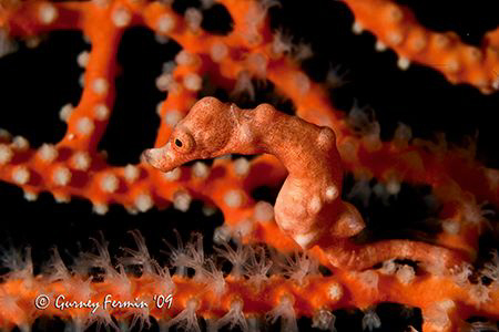 I was inspired to shoot this pygmy as not only is it hard... by Gurney Fermin 
