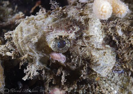 Smallscale scorpion fish with guest. Lembeh straits. D200... by Derek Haslam 