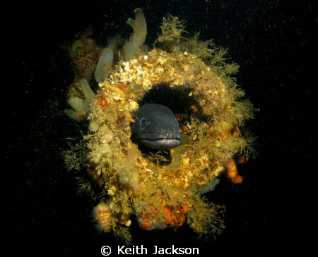 Conger eel in the gun barrel of the Mark Graf, Scapa Flow by Keith Jackson 