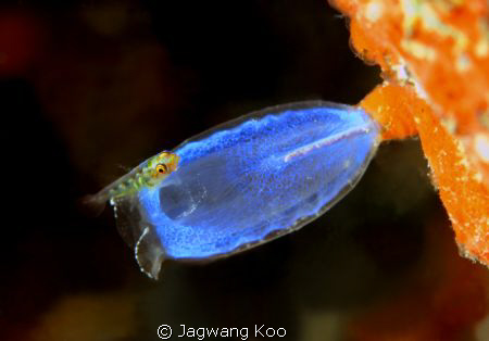 Canon 5D Mark2
Sea&Sea Housing with YS-250 by Jagwang Koo 