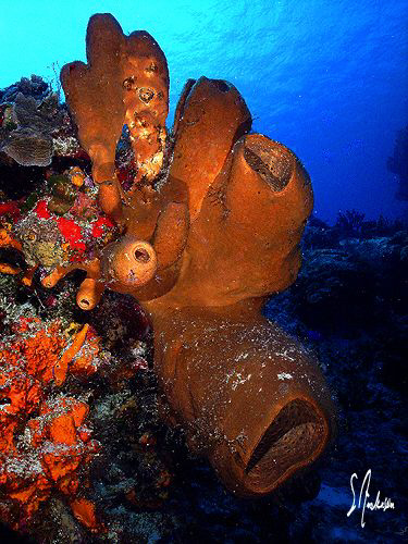 This image was taken at Paradise Reef off the island of C... by Steven Anderson 