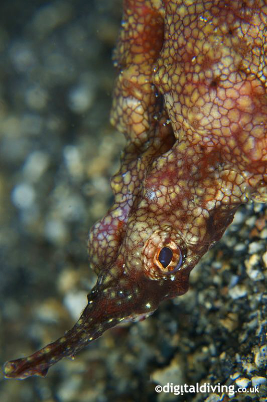 Pegasus Sea Moth - taken with Nikon D200, 60mm lens +4T by David Henshaw 