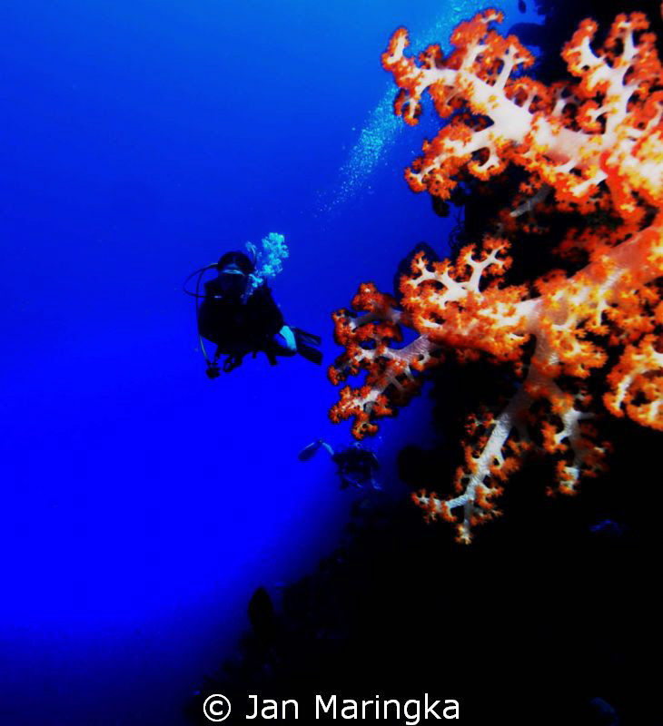 nice soft coral at bunaken, manado by Jan Maringka 