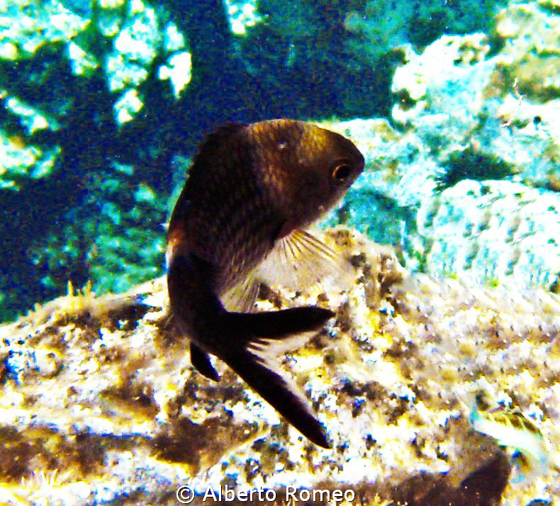Portrai of a Black Castagnola (Chromis chromis), note  th... by Alberto Romeo 