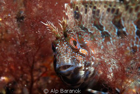 Blenny from Yassi Island. Taken with Nikon D80, Sea&Sea Y... by Alp Baranok 