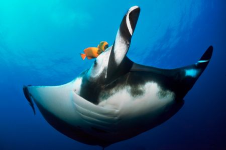 On a trip to the Socorros, it seemed the mantas were deli... by Erin Quigley 