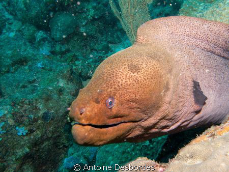 Giant moray, Gymnothorax javanicus by Antoine Desbordes 